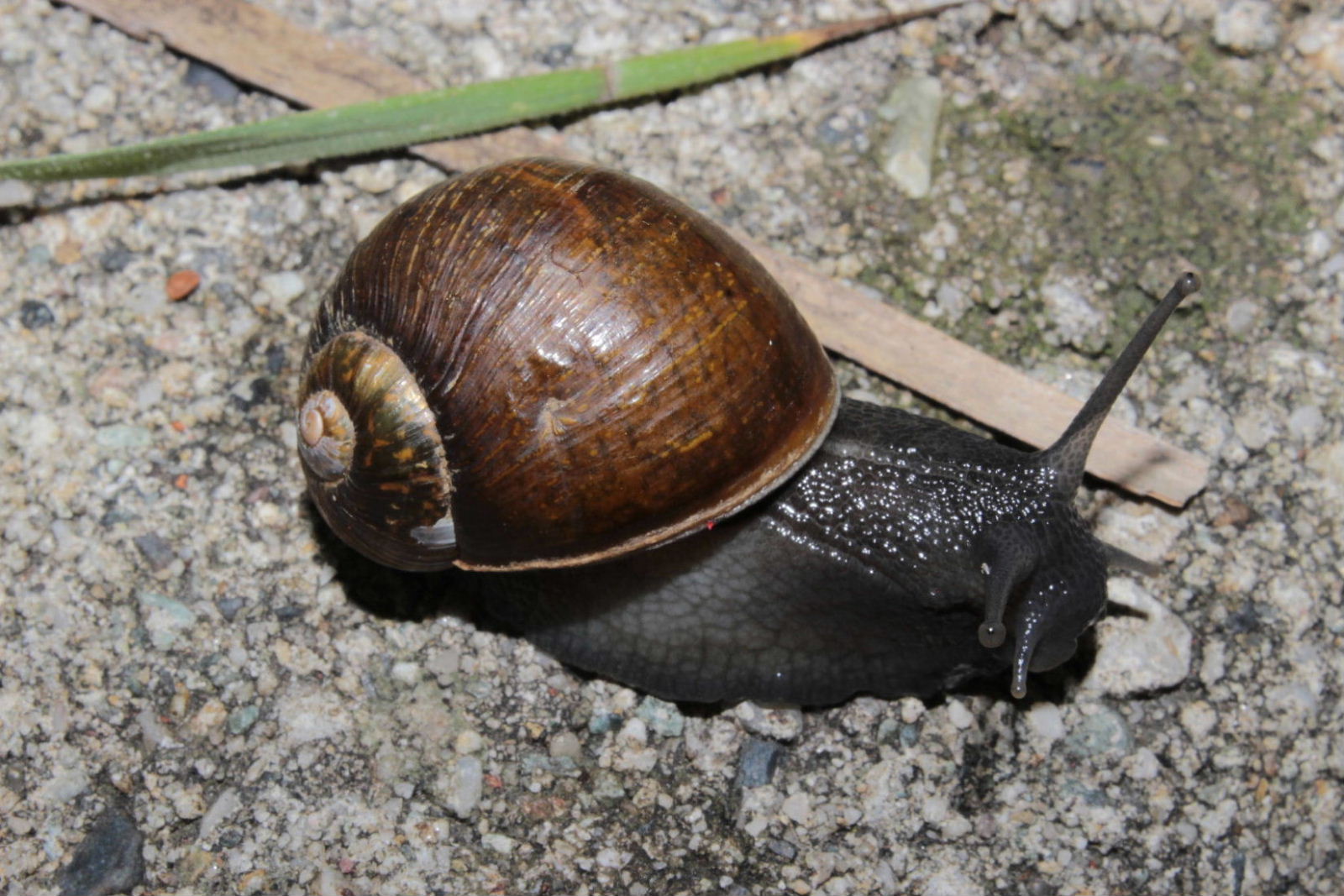 Chiocciola da determinare